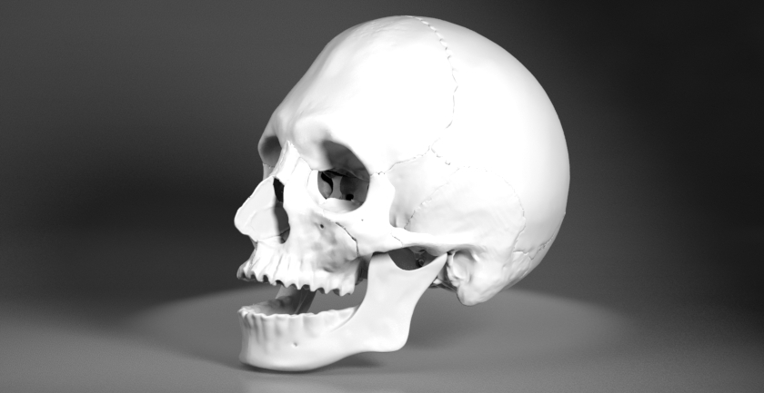 頭蓋骨の3dcgデータ Skull 東京大学脳神経外科 頭部3dcgデータベース